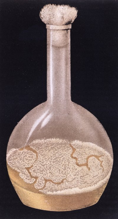 Kultura lidské tuberkulózy, z La Tuberculose et son Bacile od Isidora Strausse (1845-96) 1895 od French School