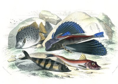 Dactyloptere pirapede (Dactylopterus pirapeda) létající ryba, Chetodon argus (scatophagus argus), centronote pilote (echeneis naucrate), Trigle Lyre (Genicanthus Melanospilos) - deska extrahovaná z Histoire Naturelle od Bernarda Germain de Lacepede (19285 od French School