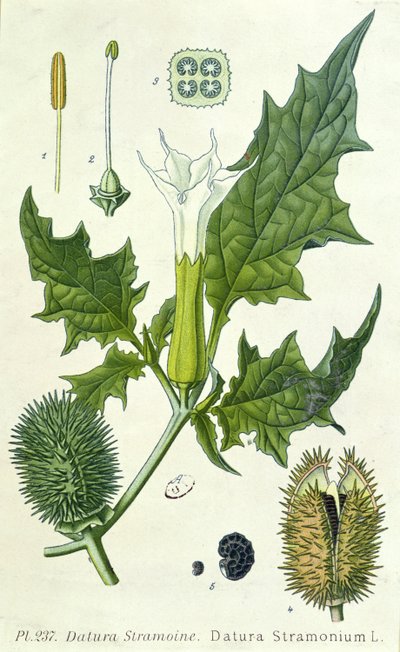 Datura stramonium, botanická deska od French School