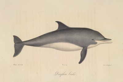 Uzdený delfín, z Přírodní historie savců (barevné lito) od French School