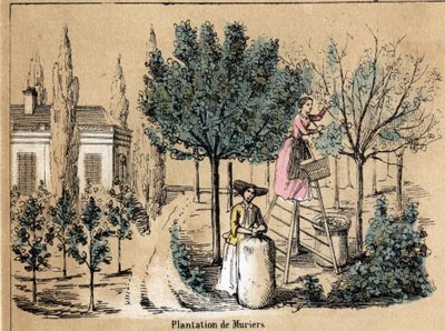 Popis plodiny a hedvábných produktů: výsadba murierů. Talíř “” la soie”” v “” les Recreations instructives”” Synoptický obraz od Julese DELBRUCKA, rytina z roku 1860. Soukromá sbírka. od French School