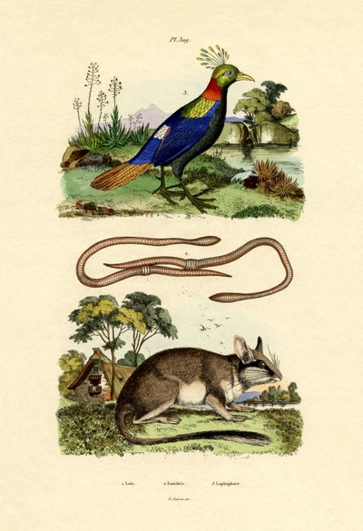 Plch, 1833-39 od French School