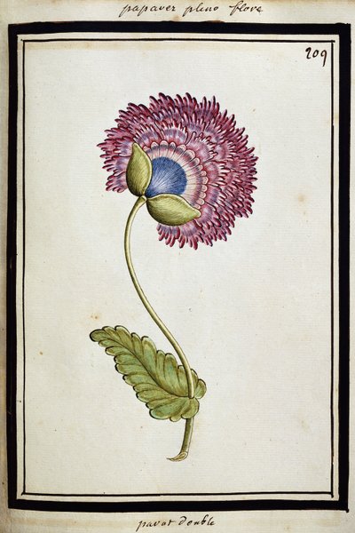 Double Poppy, cca 1700 od French School