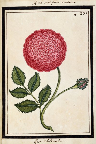 Dutch Rose, cca 1700 (kresba akvarelem, rámováno černě) od French School