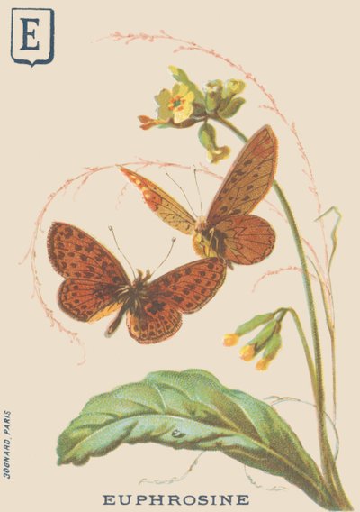 E: Euphrosine (Clossiana euphrosine nebo velký stříbrný náhrdelník) od French School