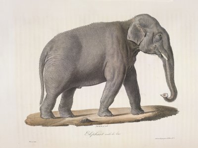 Asijský slon, z přírodní historie savců (barva litho) od French School