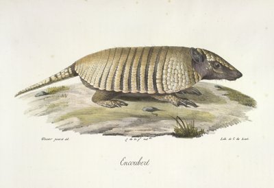 Encoubert, Armadillo, z Natural History of savců (barva litho) od French School
