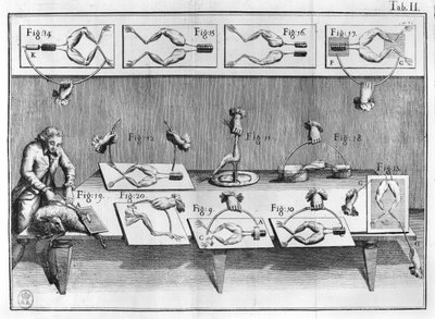 Experiment na žábách, ilustrace z muscumari od French School
