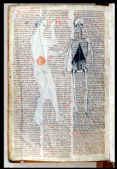 F.116v Muž a kostra, z lékařského pojednání Abula Qasima Khalafa ibn al-Abbas al-Zahrawi (Abulcasis) (936-1013) přeložil Gerard de Cremone (1114-87) od French School
