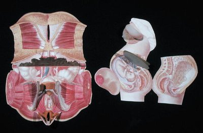 Ženská anatomická postava z 