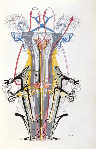 Obr. 212 ze Semiology of Nervous System Affections od J. Dejerine, 1914 od French School