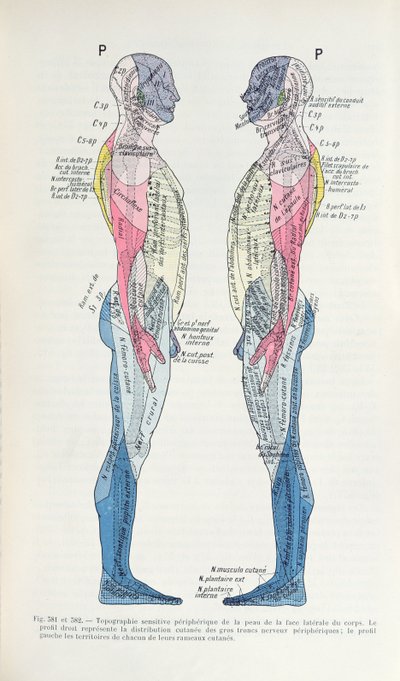 Obr. 381 & 382 Nervový systém, ze Semiologie des Affections du System Nerveux od J. Dejerine, 1914 od French School