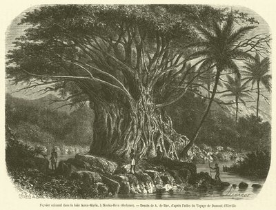 Kolosální fíkovník v zátoce Anna-Maria, v Nouka-Hiva, Oceánie (rytina) od French School