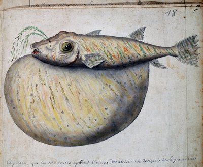 Ryba jménem Crocros, ostrov Sao Vicente, Kapverdy, akvarel z lodního deníku od Jacquese Gouina de Beauchesne (1652-1730), kapitána Compagnie royale de la Mer du Sud, v letech 1698 až 1701, Francie od French School