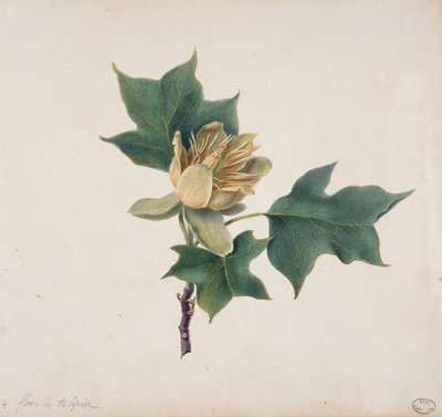 Květ tulipánového stromu od French School