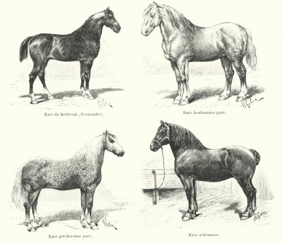 Čtyři francouzská plemena koní: Merlerault, Boulonnaise, Percheronne, Ardennaise (rytina) od French School