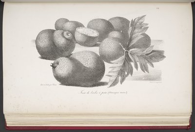 Fruit, z Malebné cesty kolem světa, s Portréty divochů v Americe, Asii, Africe a na ostrovech Velkého oceánu; krajiny, výhledy na moře a několik přírodních historických objektů; doplněné popisy M. le b od French School