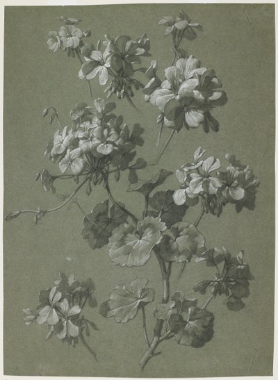 Geranium (Pelargonium sp.), cca 1800 (dřevěné uhlí a bílá křída, zelená tkanina) od French School