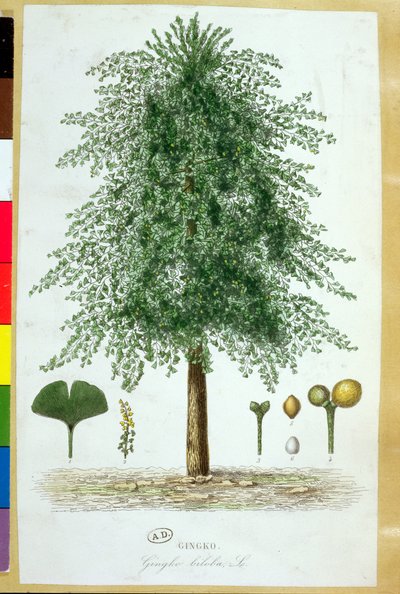 Strom Ginkgo biloba od French School
