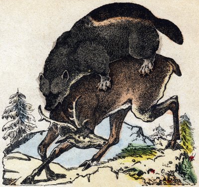 Žrout. Gravírování v „“Abeceda zvířat sauvages““. 9. série. Obrázky Epinal, Pellerin, tiskárna-nakladatel, kolem roku 1870. Rytiny na dřevě, šablona. 16 stran. Rozměr: 20 x 15 cm. Soukromá sbírka od French School