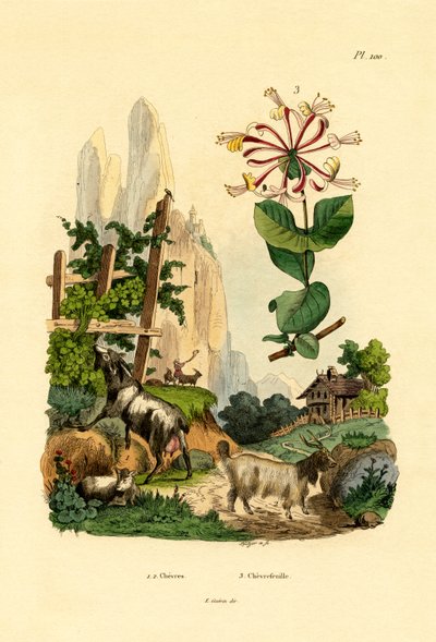 Kozy, 1833-39 od French School