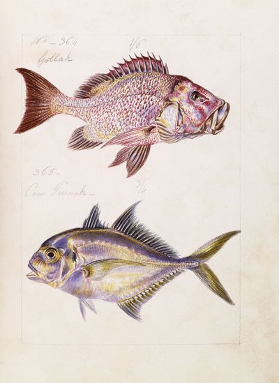 Gollah atd., kolem roku 1850 od French School