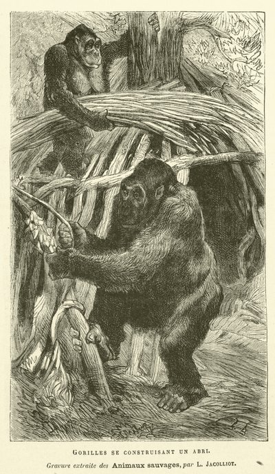 Gorillas Building A Shelter (rytina) od French School