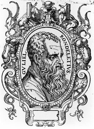 Guillaume Rondelet od French School