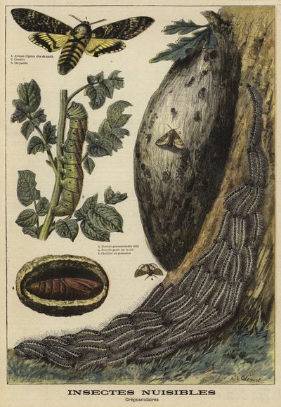 Škodlivý hmyz: Deaths Head Hawkmoth od French School