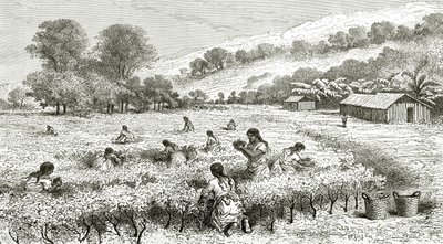 Sklizeň koky, Peru, ilustrace z časopisu Le Tour du Monde, 1877 od French School