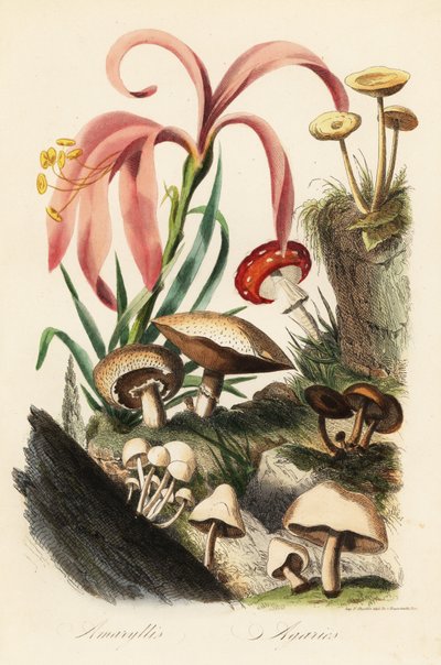 druhy Hippeastrum, muchovník, muchomůrka muscaria, muchomůrka caesarea, hřib Caesarův, muchomůrka caesarea a další houby od French School