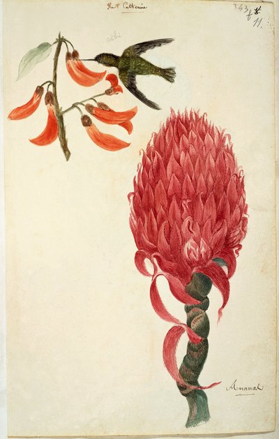 Kolibřík (Trochilidae) a ananas (Ananas comosus) od Lejeune od French School
