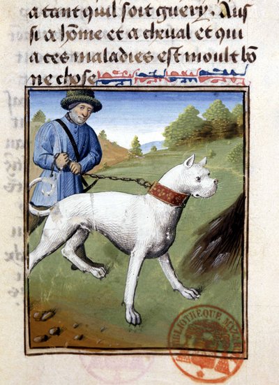 Lovecký pes držený na vodítku - v „“ Book of Hunting od Gastona Phoebuse, hraběte z Foix, lorda z Béarnu““ od French School