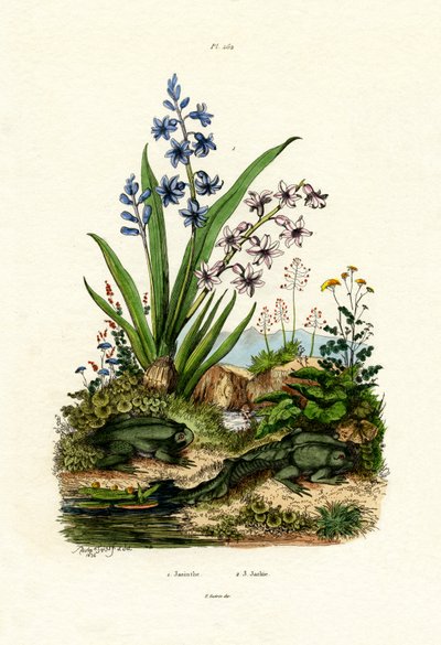 Hyacintový květ, 1833-39 od French School