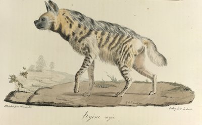 Hyena, hyena pruhovaná, z Přírodní historie savců (barva litho) od French School