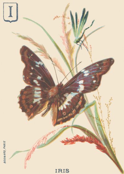 I: Iris (Apatura iris nebo Velký Mars se mění) od French School