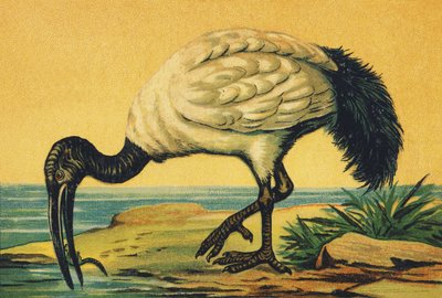 Já jako Ibis od French School