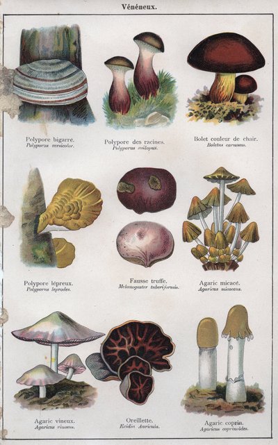 Ilustrace k knize "mon docteur - traite de medecine et d
