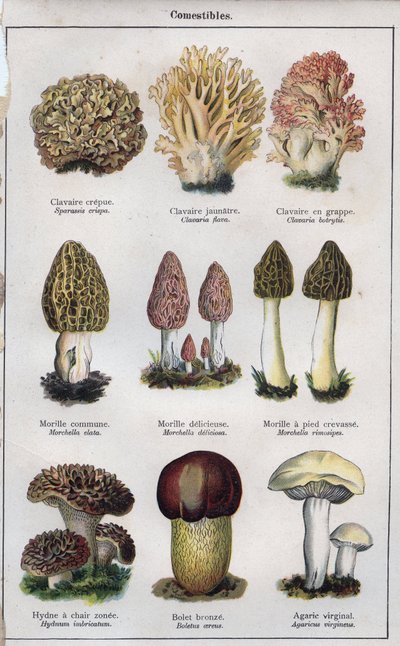 Ilustrace k knize "mon docteur - traite de medecine et d