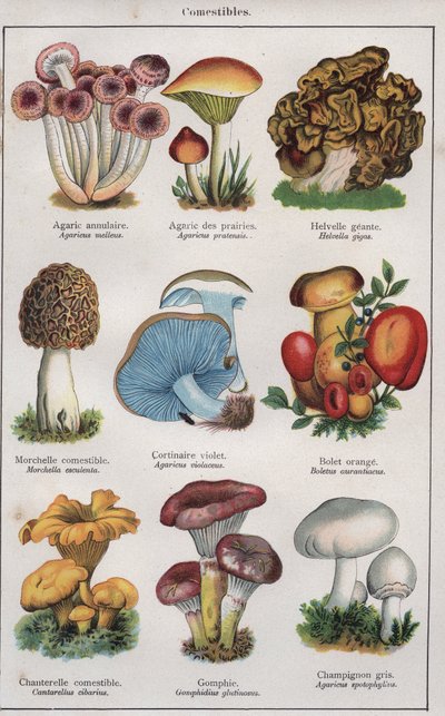 Ilustrace k "traite de medecine et d