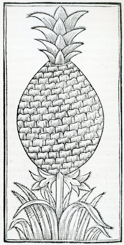 Ilustrace z „De la přírodní historie Indie“ od Gonzala Fernándeze de Oviedo (1478–1557) od French School