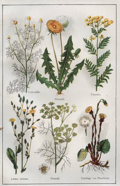 Ilustrace z knihy "Mon docteur - Traite de Medecine et d