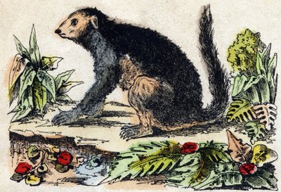 Indri (Lemurský). Gravírování v „“Abeceda zvířat sauvages““. 9. série. Obrázky Epinal, Pellerin, tiskárna-nakladatel, kolem roku 1870. Rytiny na dřevě, šablona. 16 stran. Rozměr: 20 x 15 cm. Soukromá sbírka od French School