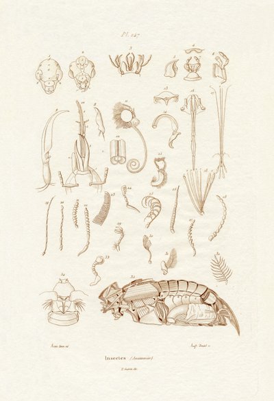Hmyz, 1833-39 od French School