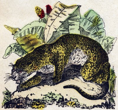 Jaguár. Gravírování v „“Abeceda zvířat sauvages““. 9. série. Obrázky Epinal, Pellerin, tiskárna-nakladatel, kolem roku 1870. Rytiny na dřevě, šablona. 16 stran. Rozměr: 20 x 15 cm. Soukromá sbírka od French School