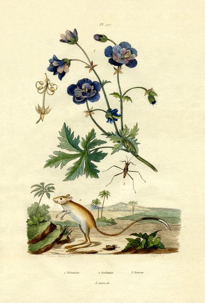Jerboa, 1833-39 od French School