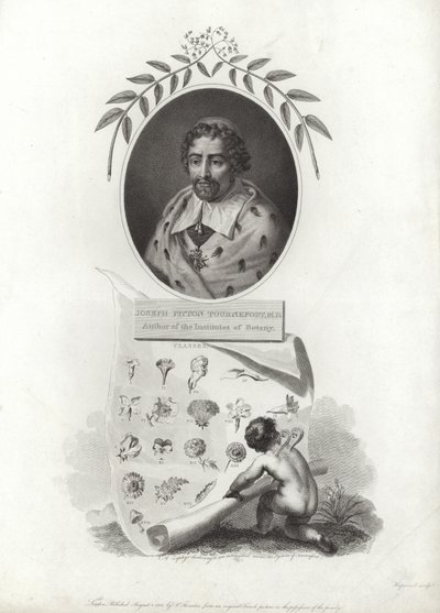 Joseph Pitton de Tournefort od French School
