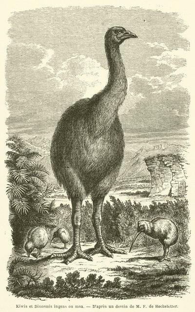 Kiwi et Dinormis ingens ou moa (rytina) od French School
