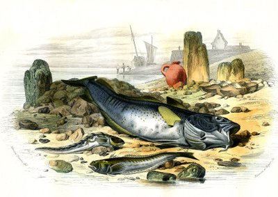 Blennie vejcorodá (Blennius viviparus), pod trachine vive a treska obecná - deska extrahovaná z Histoire Naturelle od Bernarda Germaina de Lacepede (1856-1925), vydání P.Furme, Paříž od French School