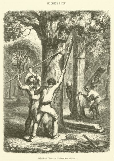 The Lifting of the Bark (rytina) od French School